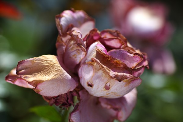 Rose Pink Torn Dress by Joy Watson